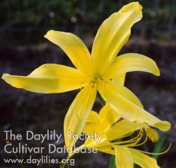 Daylily Taruga